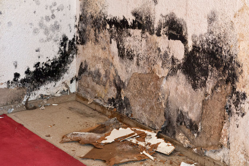 moldy corner with pieces of wall fragments on the floor