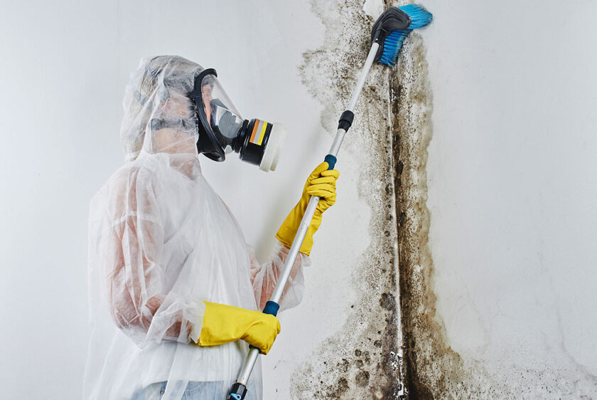 mold specialist removing mold from a wall