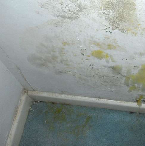 mold on wall